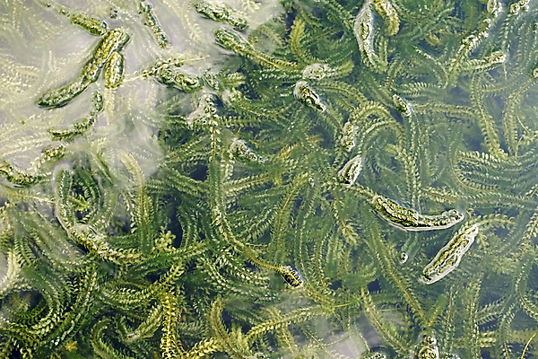 포토 JPG 해외이미지 식물 줄기 잎 사람없음 초록색 물 빛 반사 수중 수면 얽힘 허브 해외202004 해외포토 자연요소 컬러 파일형식 이미지허브