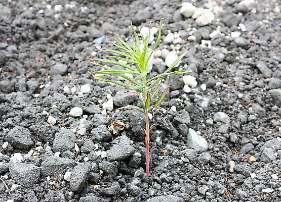 포토 JPG 해외이미지 나무 식물 종이 백그라운드 컨셉 잎 농업 일러스트 자연 표면 추상 새로움 아이디어 씨앗 사람없음 초록색 새싹 환경 힘 봄 활발 손상 성장 흰색 구멍 균열 브레이크 에코 원예 상승 고립 깨짐 돌봄 땅바닥 모종 생태학 해외202004 해외포토 계절 교육 산업 컬러 무늬 모션 바닥 취미 생태계 파일형식 이미지허브