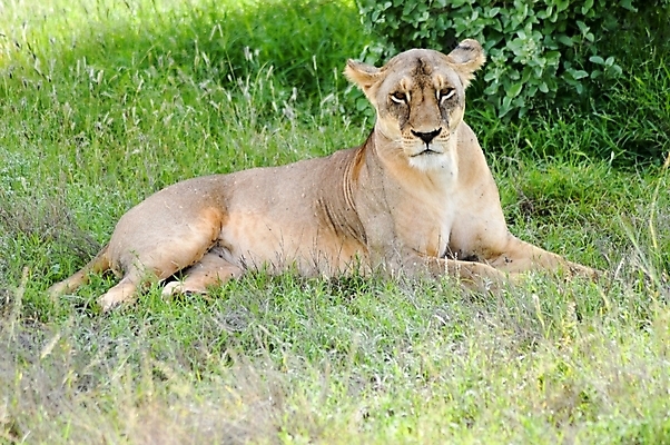포토 JPG 해외이미지 동물 여자 남자 야생동물 백그라운드 포유류 가족 아프리카 자연 생물 털 동물원 사람없음 머리 고양이 힘 흰색 황무지 닫기 치아 위험 사자 큼 왕 사파리 육식동물 갈기 사냥꾼 사자자리 표범 내추럴 공격적 암사자 웅장함 칼라하리 해외202004 해외포토 직업 나라 컬러 컨셉 관계 모션 사람 신체부위 반려동물 별자리 사막 소화기관 크기 암컷 생태계 파일형식 이미지허브