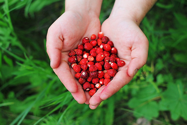 포토 JPG 해외이미지 식물 손 열매 음식 잎 다이어트 자연 딸기 건강 사람없음 빨간색 초록색 여름 신선 잡기 달콤 맛 먹기 유기농 내추럴 숙성 채식주의자 해외202004 해외포토 웰빙 계절 컬러 컨셉 과일 모션 신체부위 생태계 채식 파일형식 이미지허브