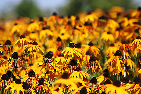 포토 JPG 해외이미지 식물 계절 꽃잎 꽃 백그라운드 꽃무늬 패턴 밭 농업 오렌지 자연 하늘 해바라기 씨앗 사람없음 야외 여름 파란색 컬러풀 노란색 정원 맑음 식사 봄 활발 수확 벚꽃 시골 실크 원예 천국 내추럴 고립 밭일 해외202004 해외포토 산업 컬러 컨셉 무늬 과일 날씨 취미 직물 생태계 파일형식 이미지허브