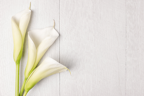 포토 JPG 해외이미지 1 기념일 꽃 줄기 결혼 백그라운드 꽃무늬 자연 휴가 사람없음 초록색 노란색 평화 어둠 벚꽃 흰색 오픈 신용카드 순수 부드러움 내추럴 고립 완벽 칼라꽃 특별함 카피스페이스 동정 해외202004 해외포토 식물 컬러 컨셉 무늬 이벤트 금융 공백 감각 생태계 파일형식 이미지허브