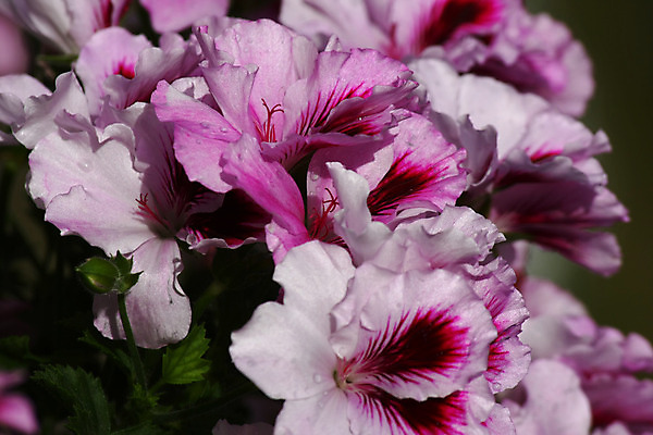 포토 JPG 해외이미지 식물 분홍색 잎 자연 사람없음 야외 장식 정원 벚꽃 제비꽃 원예 제라늄 해외202004 해외포토 꽃 컬러 취미 생태계 파일형식 이미지허브