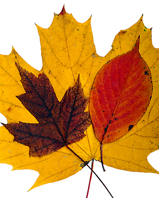 포토 JPG 해외이미지 나무 식물 디자인 계절 백그라운드 단풍 잎 오렌지 자연 휴가 프레임 건조 사람없음 빨간색 초록색 여름 컬러풀 갈색 노란색 환경 활발 가을 흰색 변화 황금 선택 11월 수집 추수감사절 10월 내추럴 강렬 고립 엘리먼트 해외202004 해외포토 기독교 컬러 컨셉 과일 날짜 생태계 파일형식 이미지허브