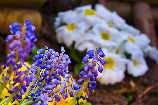 포토 JPG 해외이미지 식물 계절 꽃 장갑 백그라운드 농업 부활절 씨앗 취미 사람없음 야외 목재 여름 세트 우주 환경 정원 흙 봄 장비 성장 도구 침대 캔 보호 냄비 땅 삽 물주기 원예 먼지 수선화 조립 갈퀴 돌봄 원예사 프리뮬러 해외202004 해외포토 나무 직업 잡화 기념일 산업 가구 컨셉 재료 모션 솥 파일형식 이미지허브