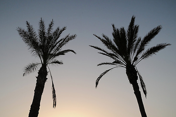 포토 JPG 해외이미지 나무 구름 실루엣 바다 섬 여행 백그라운드 자연 하늘 휴가 휴식 손바닥 풍경 사람없음 야외 물 여름 컬러풀 태양 반사 노란색 평화 일출 보라색 침묵 황혼 일몰 새벽 나뭇가지 황금 저녁 하와이 이국적 파라다이스 수평선 해외202004 해외포토 자연요소 식물 손 계절 컬러 컨셉 촬영기법 노을 미국 소리 야간 생태계 파일형식 이미지허브