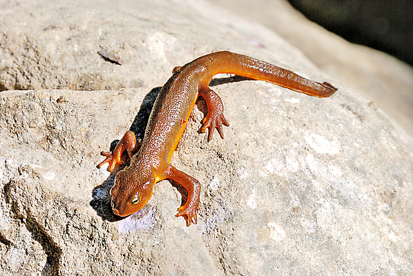 포토 JPG 해외이미지 공원 열대 양서류 사람없음 미국 봄 습지 숲 열대우림 캘리포니아 남쪽 해외202004 해외포토 동물 계절 공공시설 북아메리카 방향 파일형식 이미지허브
