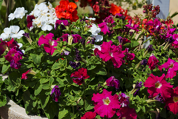 포토 JPG 해외이미지 식물 기념일 꽃잎 꽃 분홍색 꽃다발 백그라운드 꽃무늬 자연 벽지 결혼식 발렌타인데이 선물 사랑 사람없음 장식 빨간색 장미 정원 축제 놀람 성장 벚꽃 흰색 축하 신선 개화 의식 백합 다발 심볼 순수 질감 기회 향기 아로마 열정 악취 해외202004 해외포토 감정 컬러 결혼 컨셉 무늬 데이이벤트 표정 이벤트 생태계 냄새 파일형식 이미지허브