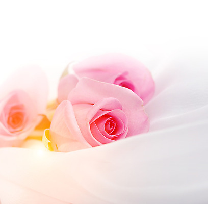 포토 JPG 해외이미지 꽃잎 꽃 분홍색 꽃다발 백그라운드 발렌타인데이 사랑 사람없음 빛 장미 흰색 신용카드 실크 꽃봉오리 초대 해외202004 해외포토 식물 감정 컬러 데이이벤트 금융 직물 파일형식 이미지허브