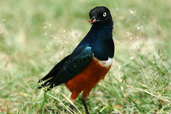 포토 JPG 해외이미지 동물 야생동물 여행 아프리카 조류 사람없음 파란색 빛 컬러풀 세계 환경 게임 행운 보호 큼 먹기 사파리 지역 동쪽 남쪽 사바나 세렝게티 탄자니아 해외202004 해외포토 나라 컬러 컨셉 모션 놀이 크기 방향 파일형식 이미지허브