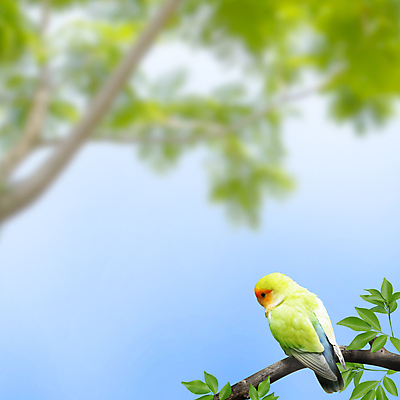 포토 JPG 해외이미지 나무 동물 야생동물 백그라운드 잎 자연 조류 종류 앉기 사람없음 초록색 나뭇가지 깃털 앵무새 동물상 해외202004 해외포토 식물 컬러 모션 조형물 생태계 파일형식 이미지허브