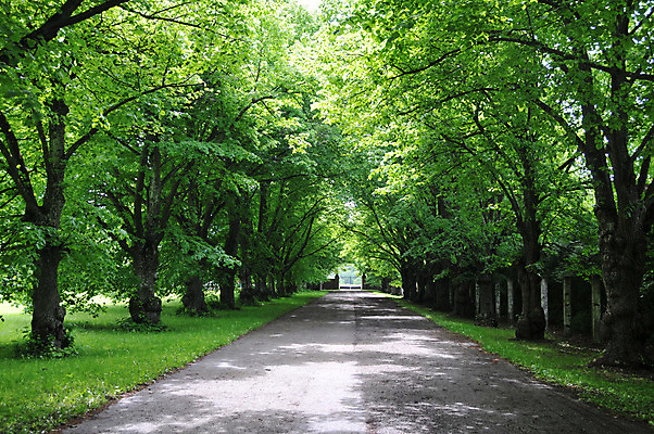 포토 JPG 해외이미지 나무 식물 공원 도로 길 단풍 자연 풍경 사람없음 야외 초록색 여름 걷기 하이킹 농촌 고독 숲 작음 신비 오솔길 에스토니아 해외202004 해외포토 계절 공공시설 감정 유럽 컬러 컨셉 잎 교통시설 모션 레저 시골 크기 생태계 파일형식 이미지허브