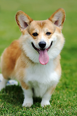 포토 JPG 해외이미지 동물 1 응시 행복 포즈 포유류 자연 놀이 미소 성인 사람없음 야외 초록색 여름 반려동물 갈색 맑음 개 강아지 작음 혀 만족 슛 송곳니 기르기 유래 해외202004 해외포토 시선 계절 감정 컬러 날씨 표정 사람 입 치아 크기 생태계 돌봄 파일형식 이미지허브