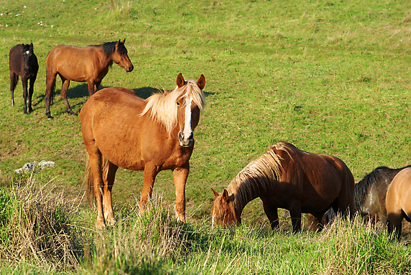 포토 JPG 해외이미지 동물 구름 야생동물 밭 농업 포유류 가족 자연 하늘 풍경 사람없음 야외 초록색 여름 파란색 달리기 농장 갈색 목장 회색 자유 흰색 시골 만 그룹 승마 군중 방목 꼬리 장면 갈기 망아지 무료 해외202004 해외포토 자연요소 계절 산업 새끼 스포츠 컬러 컨셉 관계 모션 사람 말_동물 축산업 생태계 파일형식 이미지허브