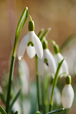 포토 JPG 해외이미지 꽃 사람없음 아웃포커스 스노드롭 해외202004 해외포토 식물 촬영기법 파일형식 이미지허브
