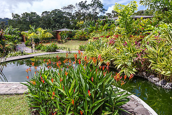 포토 JPG 해외이미지 나무 식물 외관 공원 꽃 벽 백그라운드 잎 꽃무늬 패턴 자연 표면 추상 풍경 사람없음 야외 장식 빨간색 세로 초록색 여름 노란색 환경 정원 미국 봄 성장 연못 관목 묘사 원예 상록수 정맥 내추럴 생태학 코스타리카 그리너리 세련 해외202004 해외포토 계절 공공시설 교육 컬러 북아메리카 무늬 취미 중앙아메리카 생태계 혈관 파일형식 트랜드컬러 이미지허브