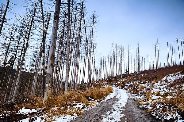 포토 JPG 해외이미지 나무 식물 계절 도로 길 겨울 자연 하늘 산 독일 풍경 사람없음 야외 시골 죽음 소나무 숲 언덕 침엽수 방법 옛날 가문비나무 해외202004 해외포토 유럽 교통시설 생태계 파일형식 이미지허브