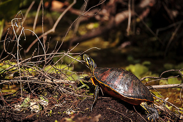 포토 JPG 해외이미지 파충류 사람없음 껍질 연못 해조류 거북이 습지 곰팡이 해외202004 해외포토 동물 해양식물 파일형식 이미지허브