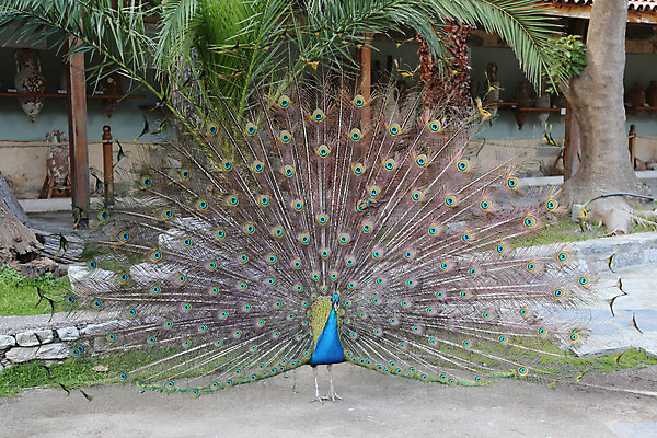 포토 JPG 해외이미지 동물 남자 야생동물 패턴 자연 조류 사람없음 초록색 파란색 컬러풀 활발 공작 깃털 꼬리 부리 보여주기 해외202004 해외포토 컬러 컨셉 무늬 모션 사람 생태계 파일형식 이미지허브