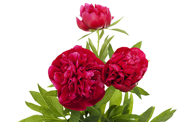 포토 JPG 해외이미지 식물 꽃잎 꽃 줄기 잎 3 사람없음 빨간색 흰배경 작약 해외202004 해외포토 컬러 백그라운드 흰색 파일형식 이미지허브