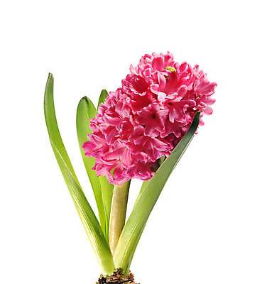 포토 JPG 해외이미지 식물 꽃잎 붓터치 수채화 사람없음 빛 제비꽃 향수 번짐 사프란 해외202004 해외포토 꽃 화장품 향신료 파일형식 효과 이미지허브