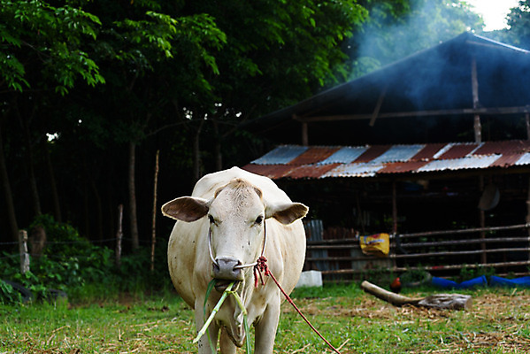 포토 JPG 해외이미지 동물 백그라운드 밭 농업 포유류 자연 하늘 풍경 사람없음 초록색 여름 파란색 농장 검은색 소고기 우유 흰색 시골 소 먹기 밭일 해외202004 해외포토 계절 산업 컬러 모션 유제품 육류 생태계 파일형식 이미지허브