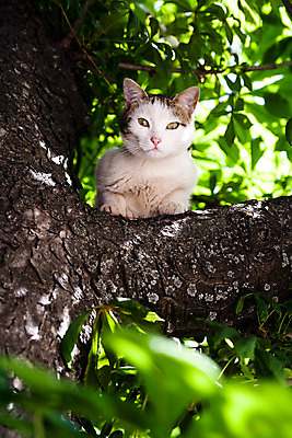 포토 JPG 해외이미지 나무 잎 주택 앉기 사람없음 초록색 여름 반려동물 고양이 봄 흰색 저녁 손목시계 동물상 해외202004 해외포토 식물 동물 계절 시계 컬러 장신구 포유류 모션 건물 조형물 야간 파일형식 이미지허브