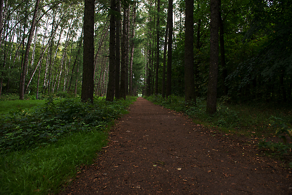 포토 JPG 해외이미지 나무 응시 길 여행 포크 잎 자국 자연 그림자 풍경 사람없음 야외 목재 초록색 평화 걷기 환경 산책 하이킹 나뭇가지 황무지 숲 오솔길 열대우림 생태계 침엽수 단계 삼림지대 생태학 하이커 혼란 혼자 해외202004 해외포토 식물 식기 시선 교육 컬러 컨셉 재료 모션 레저 휴식 파일형식 이미지허브
