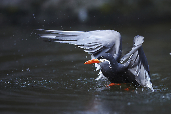 포토 JPG 해외이미지 주간 한마리 해외풍경 바다 갈매기 사람없음 야외 미국 물방울 캘리포니아 해외202004 해외포토 자연요소 1 해외 북아메리카 조류 풍경 파일형식 이미지허브