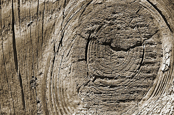 포토 JPG 해외이미지 나무 디자인 벽 파도 백그라운드 패턴 자연 벽지 탁자 표면 추상 사람없음 목재 장식 갈색 어둠 공백 수확 판넬 거친 널 낟알 책상 질감 복고 내추럴 그런지 옛날 파케트 해외202004 해외포토 식물 바다 컬러 가구 무늬 농업 재료 생태계 파일형식 이미지허브