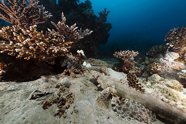 포토 JPG 해외이미지 식물 동물 모래 바다 여행 백그라운드 자연 표면 어류 풍경 사람없음 물 파란색 컬러풀 햇빛 태양 바닷속 수중 광선 산호 아래 다이빙 장면 암초 깊이 소금물 이국적 침몰 파라다이스 해외202004 해외포토 자연요소 컬러 수영 수중동물 자포동물 방향 생태계 위치 수중스포츠 파일형식 이미지허브