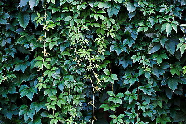 포토 JPG 해외이미지 나무 식물 계절 열매 벽 줄기 백그라운드 잎 자연 건강 사람없음 야외 초록색 여름 정원 봄 성장 경계선 허브 오브젝트 유기농 원예 질감 포도밭 포도나무 아이비 내추럴 사생활 정리함 해외202004 해외포토 웰빙 선 컬러 밭 취미 과일나무 경계 생태계 파일형식 이미지허브