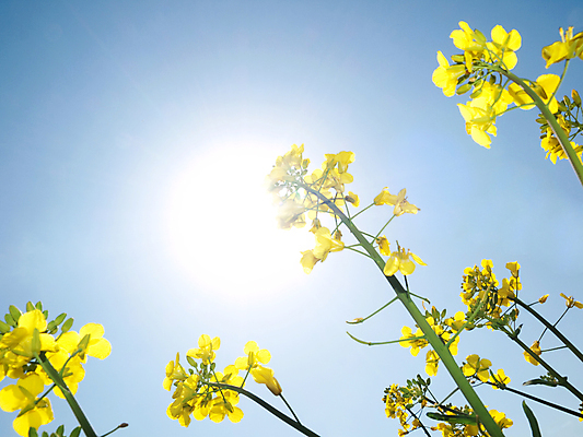 포토 JPG 해외이미지 식물 꽃 밭 농업 자연 따뜻함 풍경 사람없음 농작물 햇빛 태양 농장 노란색 환경 봄 수확 성장 벚꽃 시골 신선 유채 강렬 디젤 밭일 카놀라 해외202004 해외포토 자연요소 계절 산업 컬러 생태계 파일형식 이미지허브