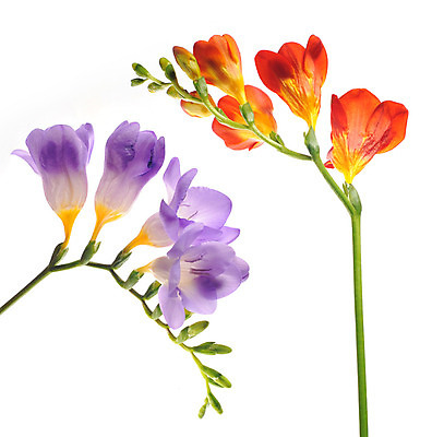 JPG 해외이미지 식물 꽃 일러스트 붓터치 수채화 사람없음 번짐 사프란 해외202004 해외일러스트 향신료 파일형식 효과 이미지허브