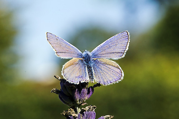 포토 JPG 해외이미지 식물 계절 꽃잎 꽃 나비 백그라운드 꽃무늬 자연 사람없음 야외 장식 초록색 파란색 컬러풀 정원 달력 성장 벚꽃 개화 닫기 제비꽃 관목 생태계 원예 라벤더 고립 온실 해외202004 해외포토 나무 컬러 곤충 무늬 모션 취미 허브 파일형식 이미지허브