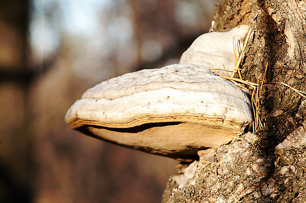 포토 JPG 해외이미지 나무 식물 계절 공원 줄기 백그라운드 채소 오렌지 자연 벽지 선반 사람없음 야외 내부 목재 가로 초록색 갈색 노란색 버섯 활발 성장 가을 선택 숲 질감 나무껍질 내추럴 기생충 곰팡이 삼림지대 숙성 식용 채식주의자 캡모자 해외202004 해외포토 모자_잡화 공공시설 컬러 가구 컨셉 과일 재료 껍질 바이러스 생태계 채식 파일형식 이미지허브