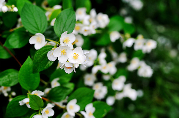 포토 JPG 해외이미지 나무 식물 계절 꽃잎 꽃 백그라운드 잎 꽃무늬 자연 동양인 사람없음 초록색 정원 봄 벚꽃 흰색 나뭇가지 신선 개화 체리 사과 과수원 4월 묘사 원예 부드러움 자두 내추럴 해외202004 해외포토 컬러 무늬 농업 과일 인종 취미 감각 날짜 생태계 파일형식 이미지허브