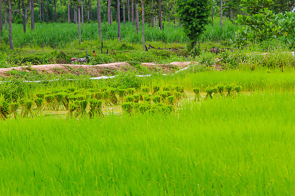 포토 JPG 해외이미지 식물 계절 아시아 음식 줄기 백그라운드 잎 농업 태국 자연 밥 건조 건강 씨앗 사람 동양인 풍경 사람없음 초록색 물 농작물 농장 농경지 중국 수확 성장 가을 시골 신선 닫기 낟알 시리얼 묘사 유기농 날것 베트남 장면 내추럴 논밭 밭일 숙성 해외202004 해외포토 자연요소 웰빙 나라 산업 컬러 밭 모션 논 인종 동남아시아 생태계 파일형식 이미지허브