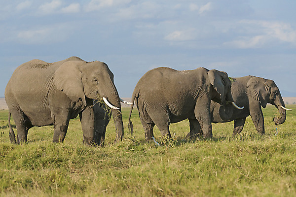 포토 JPG 해외이미지 동물 여자 야생동물 포유류 아프리카 청소년 자연 코끼리 사람없음 야외 그룹 소 군중 큼 먹기 사파리 케냐 내추럴 송아지 동물상 사바나 수유 초식 해외202004 해외포토 나라 새끼 모션 사람 조형물 크기 생태계 파일형식 이미지허브