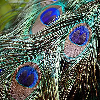 포토 JPG 해외이미지 동물 디자인 남자 야생동물 백그라운드 패턴 자연 조류 추상 사람없음 장식 초록색 파란색 컬러풀 활발 우아함 공작 깃털 묘사 질감 꼬리 내추럴 해외202004 해외포토 컬러 컨셉 무늬 사람 생태계 파일형식 이미지허브