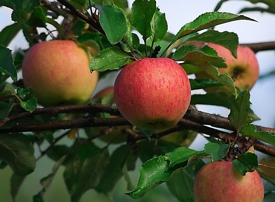 포토 JPG 해외이미지 식물 음식 농업 과일 자연 건강 사람없음 빨간색 초록색 여름 컬러풀 수확 가을 시골 신선 달콤 사과 오브젝트 유기농 내추럴 강렬 채식주의자 해외202004 해외포토 웰빙 계절 산업 컬러 맛 생태계 채식 파일형식 이미지허브