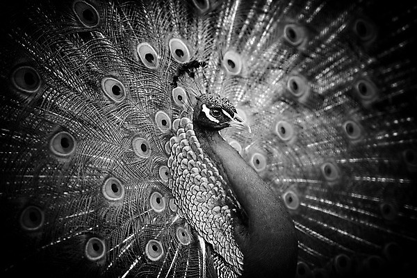 포토 JPG 해외이미지 동물 남자 야생동물 백그라운드 패턴 자연 조류 기술 흑백 사람없음 가로 머리 검은색 활발 흰색 의식 우아함 공작 전시회 깃털 묘사 질감 꼬리 부리 목 보여주기 꿩 수탉 고립 웅장함 터키석 해외202004 해외포토 컬러 컨셉 무늬 모션 촬영기법 사람 신체부위 전시 닭 보석 수컷 생태계 파일형식 이미지허브