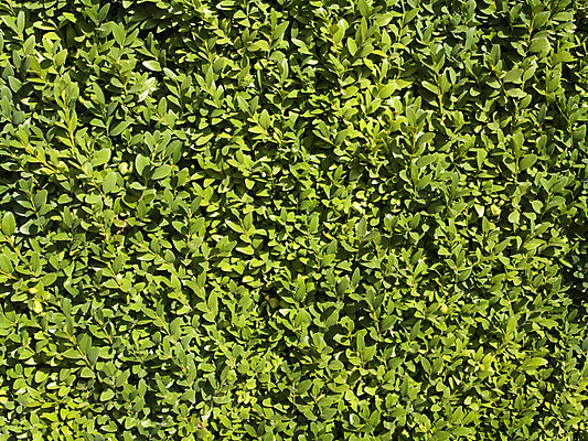 포토 JPG 해외이미지 식물 백그라운드 잎 꽃무늬 자연 사람없음 야외 초록색 여름 환경 정원 봄 카펫 성장 신선 유기농 질감 내추럴 생태학 해외202004 해외포토 웰빙 계절 교육 꽃 컬러 무늬 생태계 파일형식 이미지허브