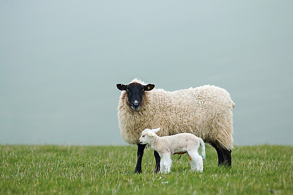 포토 JPG 해외이미지 동물 계절 포유류 엄마 사람없음 농장 봄 신생아 양 양치기 양고기 사우스다운스 해외202004 해외포토 직업 농업 가족 육류 아기 파일형식 이미지허브