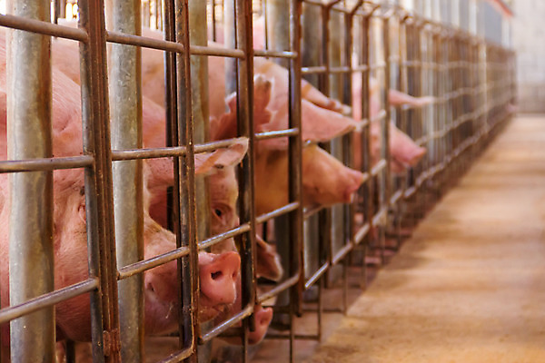 포토 JPG 해외이미지 여러마리 실내 사람없음 아웃포커스 가축 돼지 축산업 축사 철창 양돈장 해외202004 해외포토 동물 건축물 산업 다수 포유류 촬영기법 내부 파일형식 이미지허브