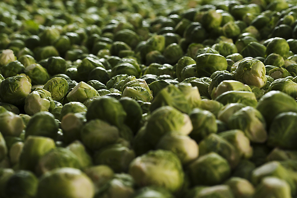 포토 JPG 해외이미지 접시 계절 음식 채소 재료 자연 건강 사람없음 초록색 새싹 흰색 신선 닫기 작음 유기농 질감 양배추 날것 고립 식용 채식주의자 해외202004 해외포토 식물 식기 웰빙 컬러 모션 크기 생태계 채식 파일형식 이미지허브