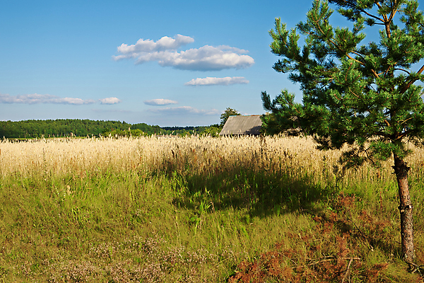 포토 JPG 해외이미지 식물 지구 음식 빵 백그라운드 밭 농업 다이어트 자연 건강 씨앗 사람없음 야외 여름 농작물 농장 농경지 갈색 노란색 마을 식사 수확 성장 가을 시골 황금 선택 시리얼 밀 채식 보리 귀 밀가루 밀짚 내추럴 밭일 숙성 작살 채식주의자 많음 세련 해외202004 해외포토 계절 산업 컬러 컨셉 곡류 신체부위 짚 가루 생태계 파일형식 이미지허브