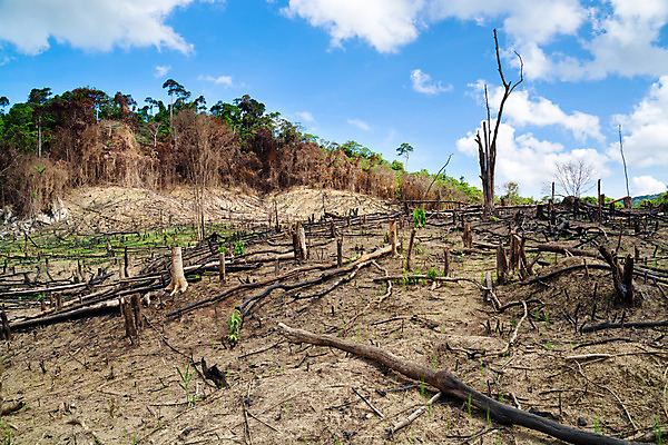 포토 JPG 해외이미지 단풍 자연 하늘 사람없음 초록색 환경 숲 열대우림 지구온난화 진행 수목 열대기후 재앙 적자 착취 해외202004 해외포토 컬러 잎 생태계 기후변화 파일형식 이미지허브