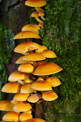 포토 JPG 해외이미지 나무 식물 계절 야생동물 백그라운드 오렌지 자연 선반 이끼 사람없음 야외 목재 가로 노란색 환경 버섯 가을 시골 죽음 숲 큼 나무껍질 내추럴 기생충 곰팡이 삼림지대 썩음 옛날 해외202004 해외포토 동물 컬러 가구 과일 재료 껍질 바이러스 크기 생태계 파일형식 이미지허브