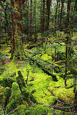 포토 JPG 해외이미지 나무 식물 자연 새로움 그림자 이끼 사람없음 초록색 여름 환경 어둠 소나무 숲 신비 열대우림 에코 상록수 마법 깊이 생태학 양치류 해외202004 해외포토 계절 교육 컬러 컨셉 생태계 파일형식 이미지허브